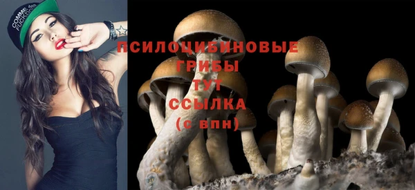 прущие грибы Балахна